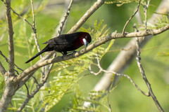 Ramphocelus carbo