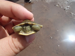 Trachemys ornata