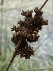 Juncus inflexus