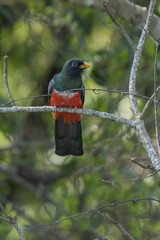 Trogon melanurus