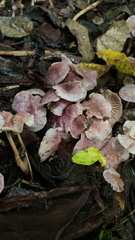 Mycena pura