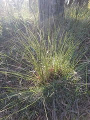 Xanthorrhoea minor lutea