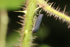 Paraulacizes irrorata