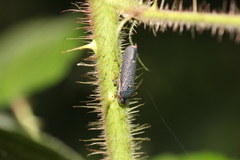 Paraulacizes irrorata