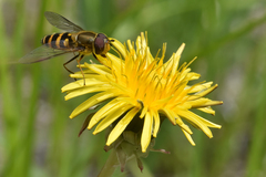 Syrphus torvus