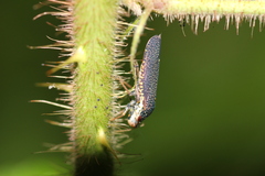 Paraulacizes irrorata