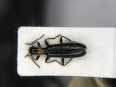 Cymatodera bicolor