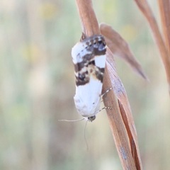 Acontia lucida
