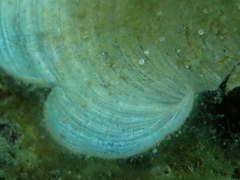 Padina pavonica