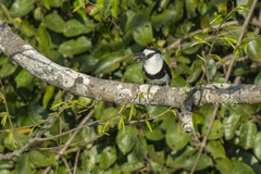 Notharchus hyperrhynchus