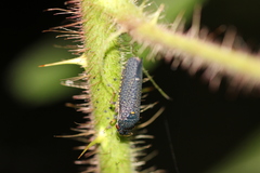 Paraulacizes irrorata