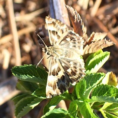 Muschampia baeticus