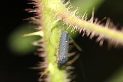 Paraulacizes irrorata
