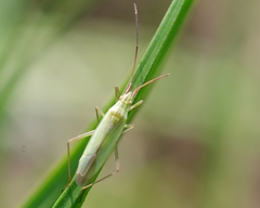 Trigonotylus caelestialium