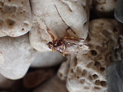 Hippoboscidae