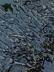 Ascophyllum nodosum