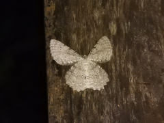 Geometridae