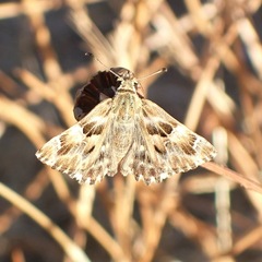Muschampia baeticus