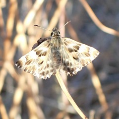 Muschampia baeticus
