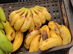 Musa