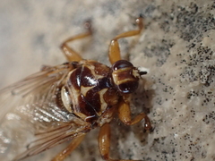 Hippoboscidae