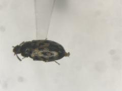Tetratoma