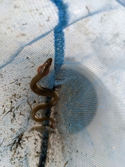 Anguilla rostrata