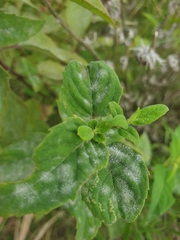 Erysiphaceae
