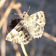 Muschampia baeticus