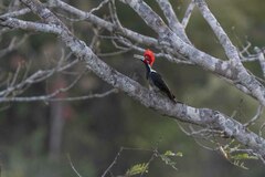 Campephilus melanoleucos