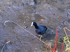 Fulica atra