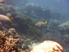 Plectorhinchus lineatus