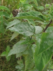 Erysiphaceae