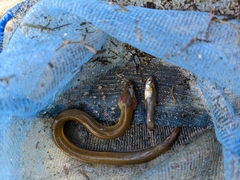 Anguilla rostrata