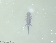 Triturus carnifex