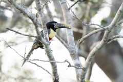 Pteroglossus castanotis