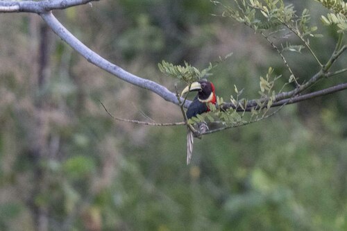 Red-necked Aracari (Pteroglossus bitorquatus), photo 3