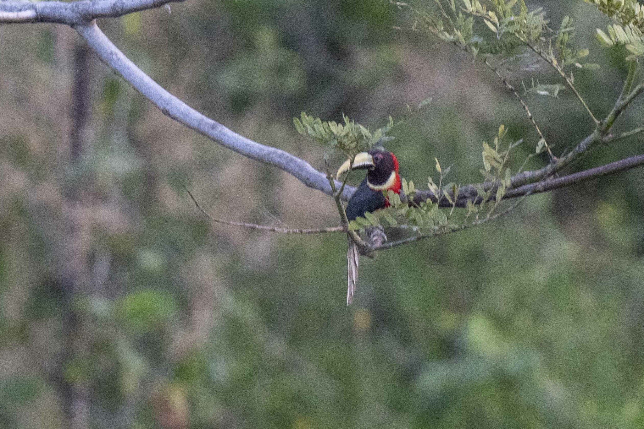 Red-necked Aracari (Pteroglossus bitorquatus), photo 7