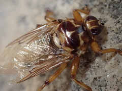 Hippoboscidae