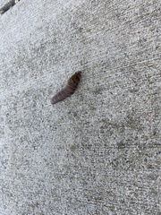 Noctuoidea