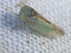 Viridicerus ustulatus