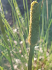 Xanthorrhoea minor lutea