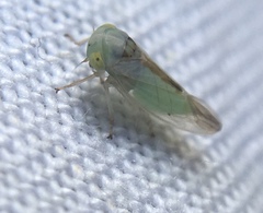 Viridicerus ustulatus