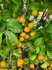 Pereskia aculeata