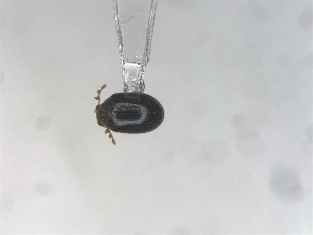 Dorcatoma setulosa