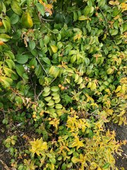 Pereskia aculeata