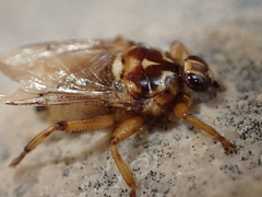 Hippoboscidae