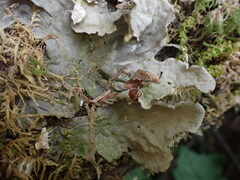 Peltigera membranacea