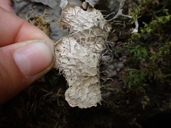 Peltigera membranacea