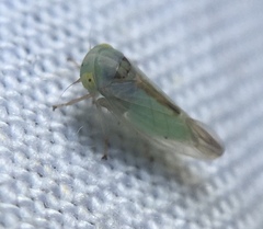 Viridicerus ustulatus